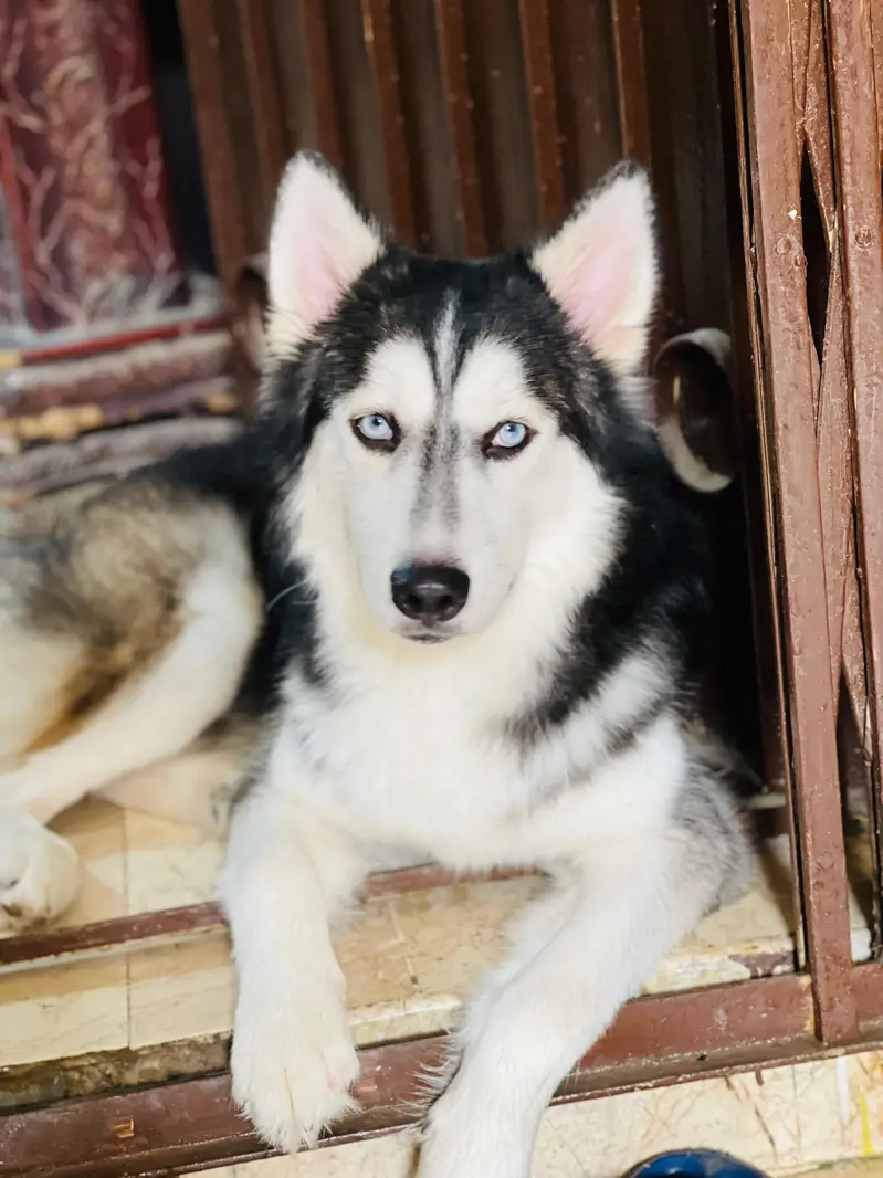 Siberian husky — photo 4