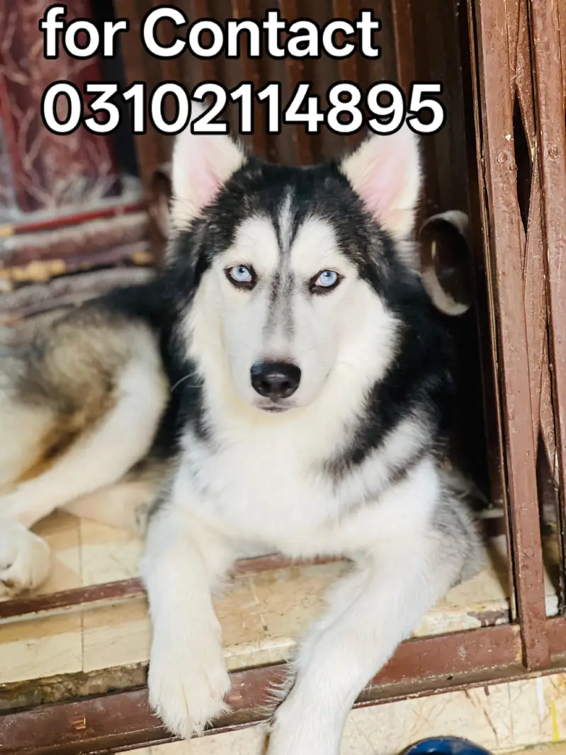 Siberian husky — photo 5