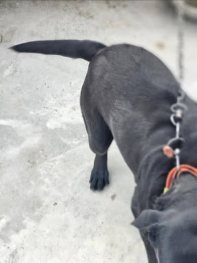 is is for sale orginal labrador female