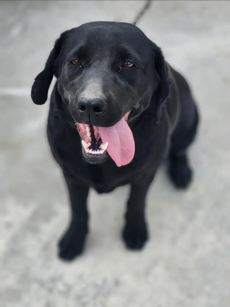 is is for sale orginal labrador female — photo 2