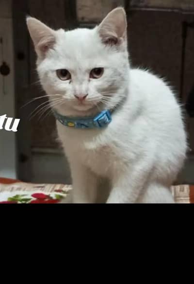 duble cote white cat