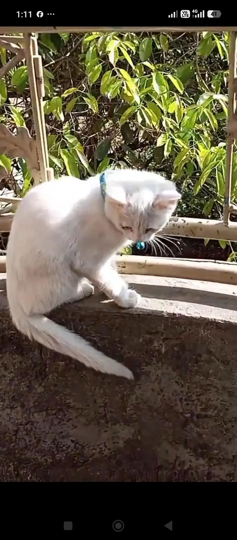 duble cote white cat — photo 3