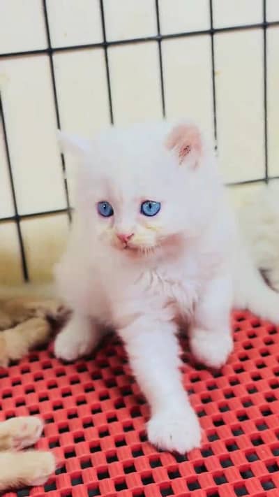 beautiful Persian female for sale