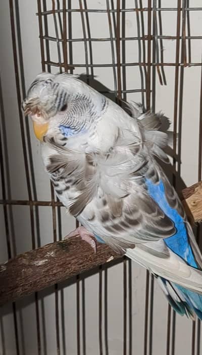Recessive pied double flower female