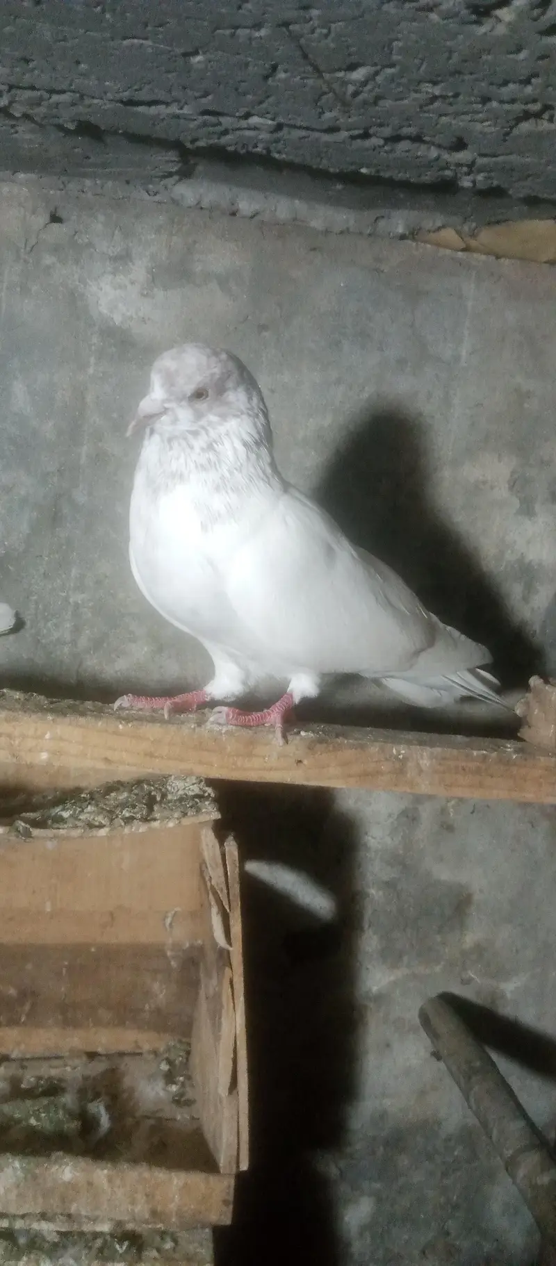 Kabotar for sale — photo 7