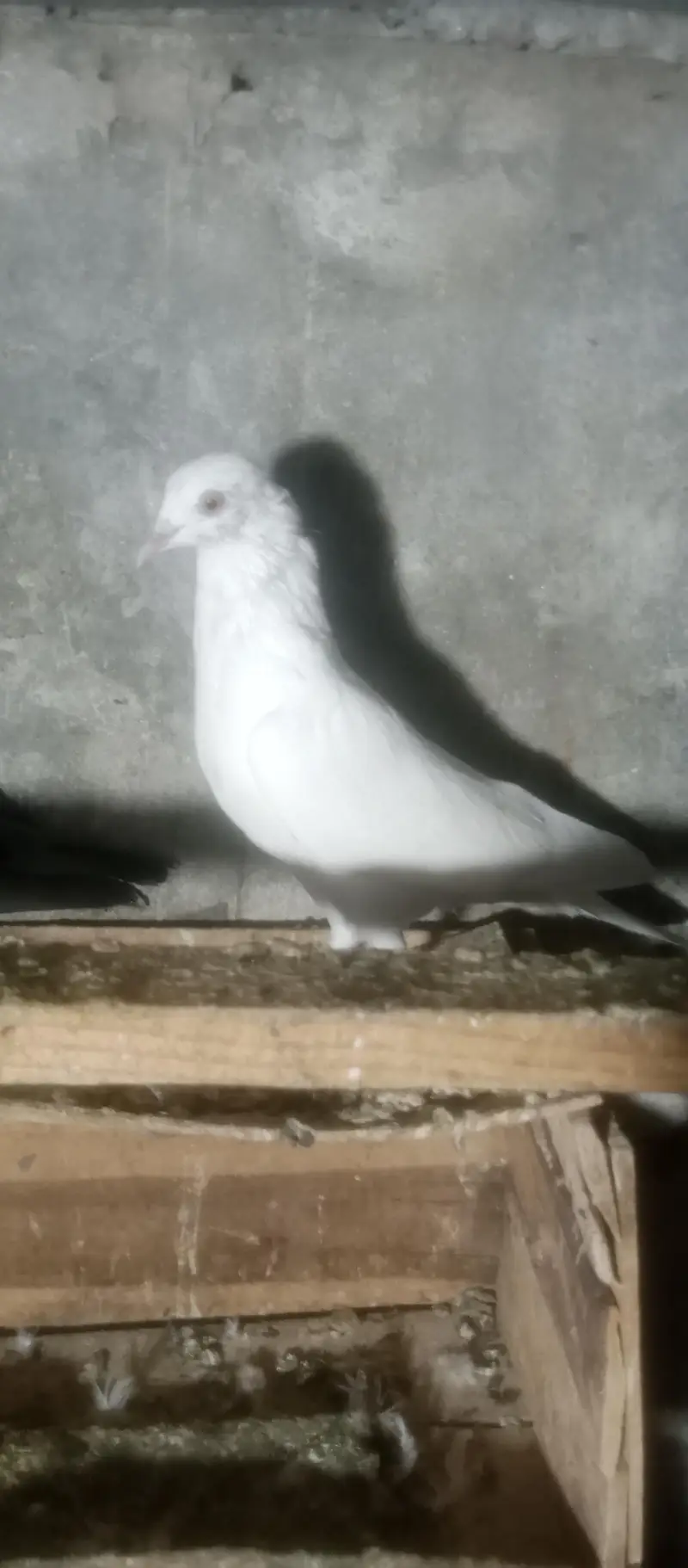 Kabotar for sale — photo 8