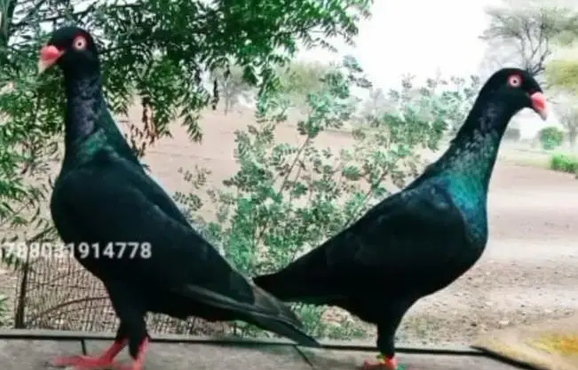 Imported Quality Fancy pigeon for sale — photo 2