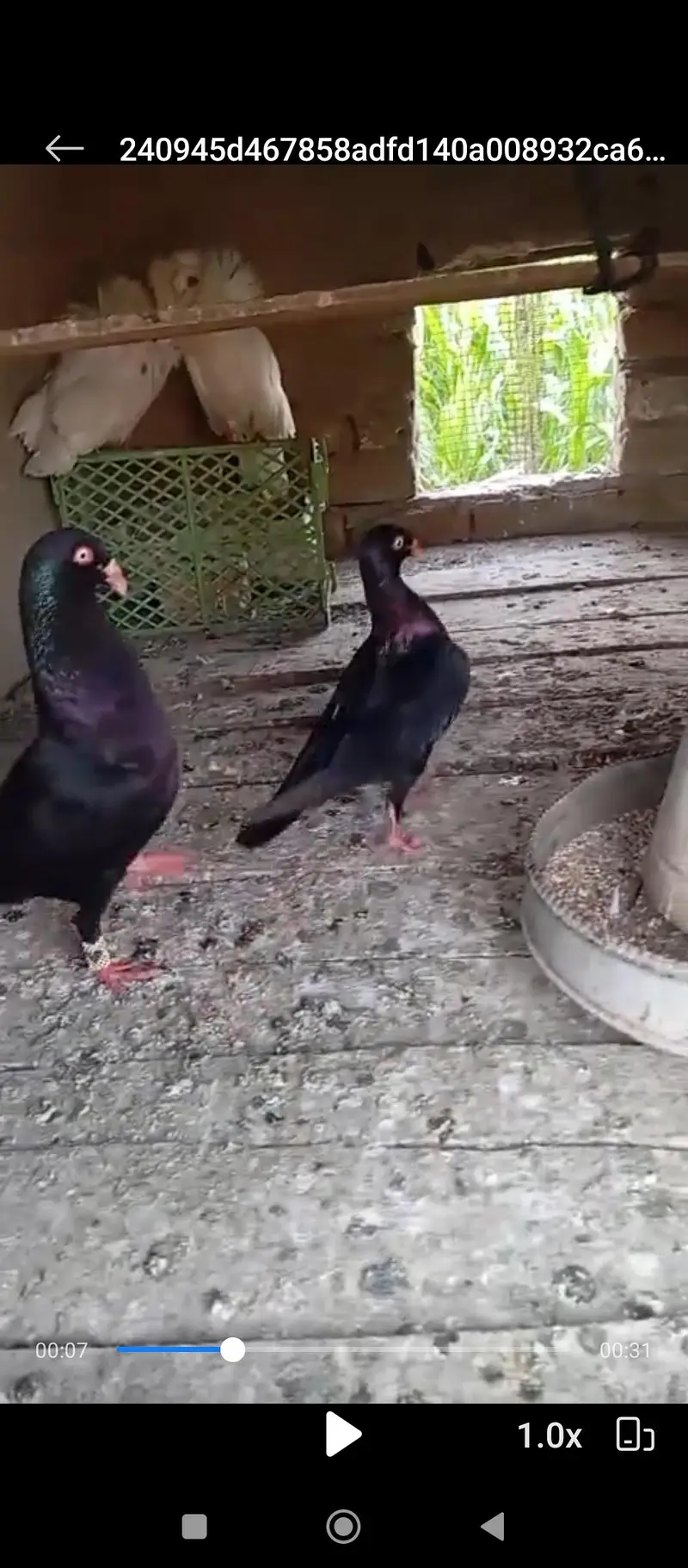 Imported Quality Fancy pigeon for sale — photo 3