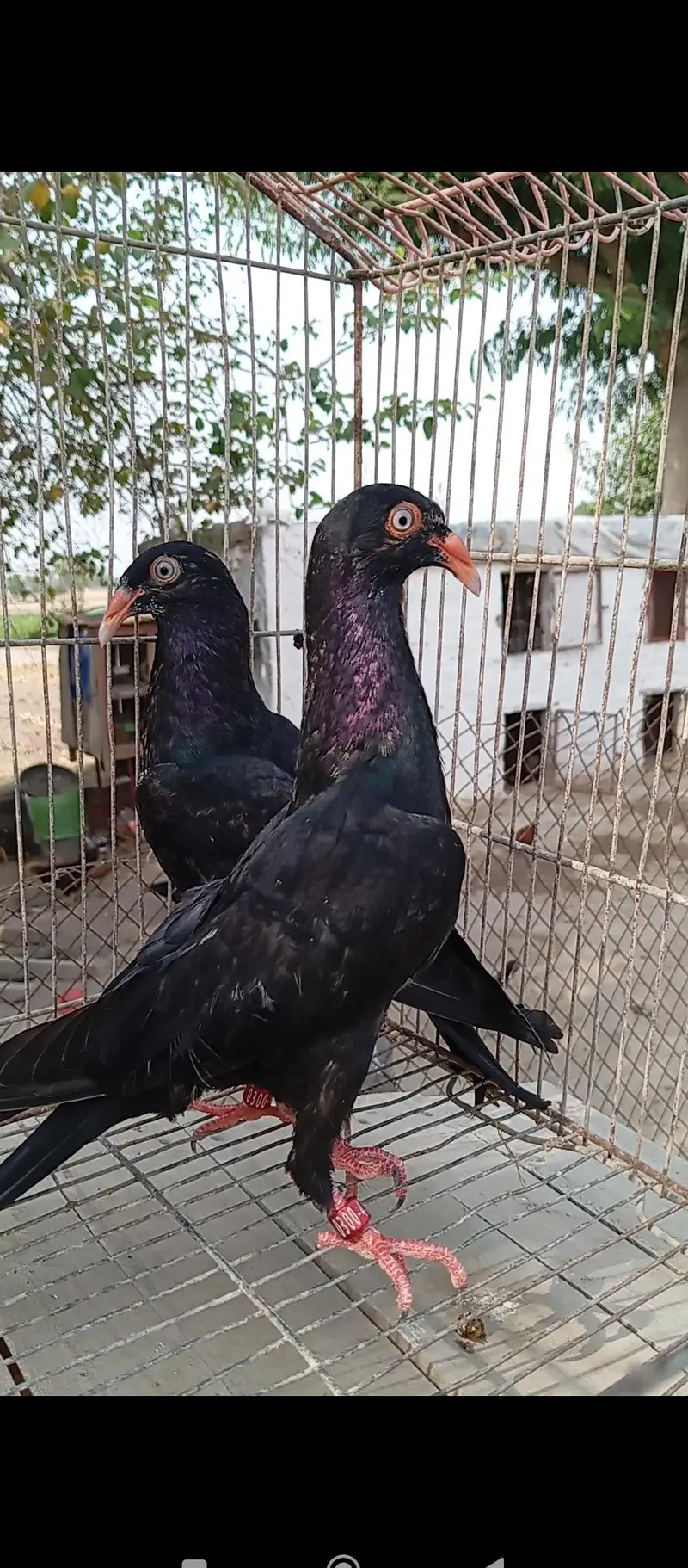 Imported Quality Fancy pigeon for sale — photo 4