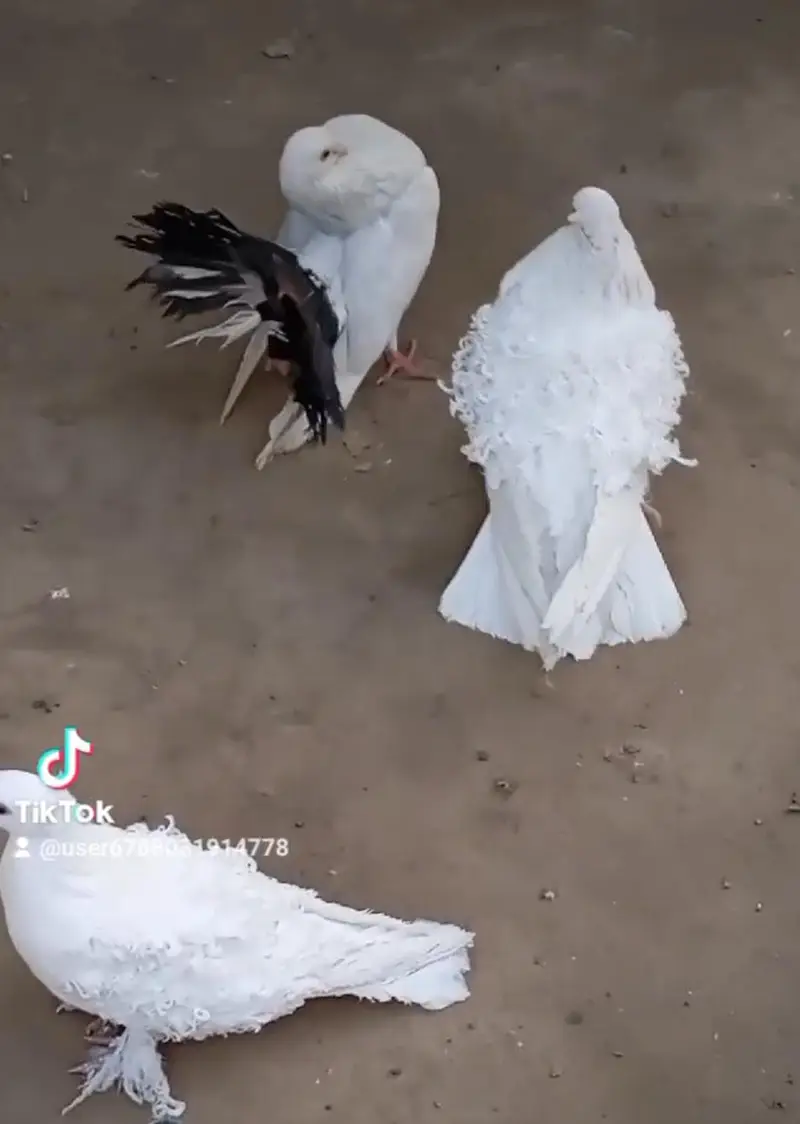 Imported Quality Fancy pigeon for sale — photo 5