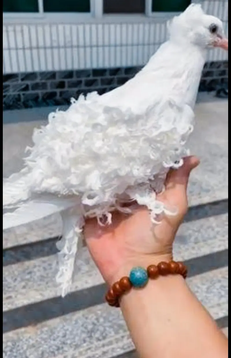 Imported Quality Fancy pigeon for sale — photo 6