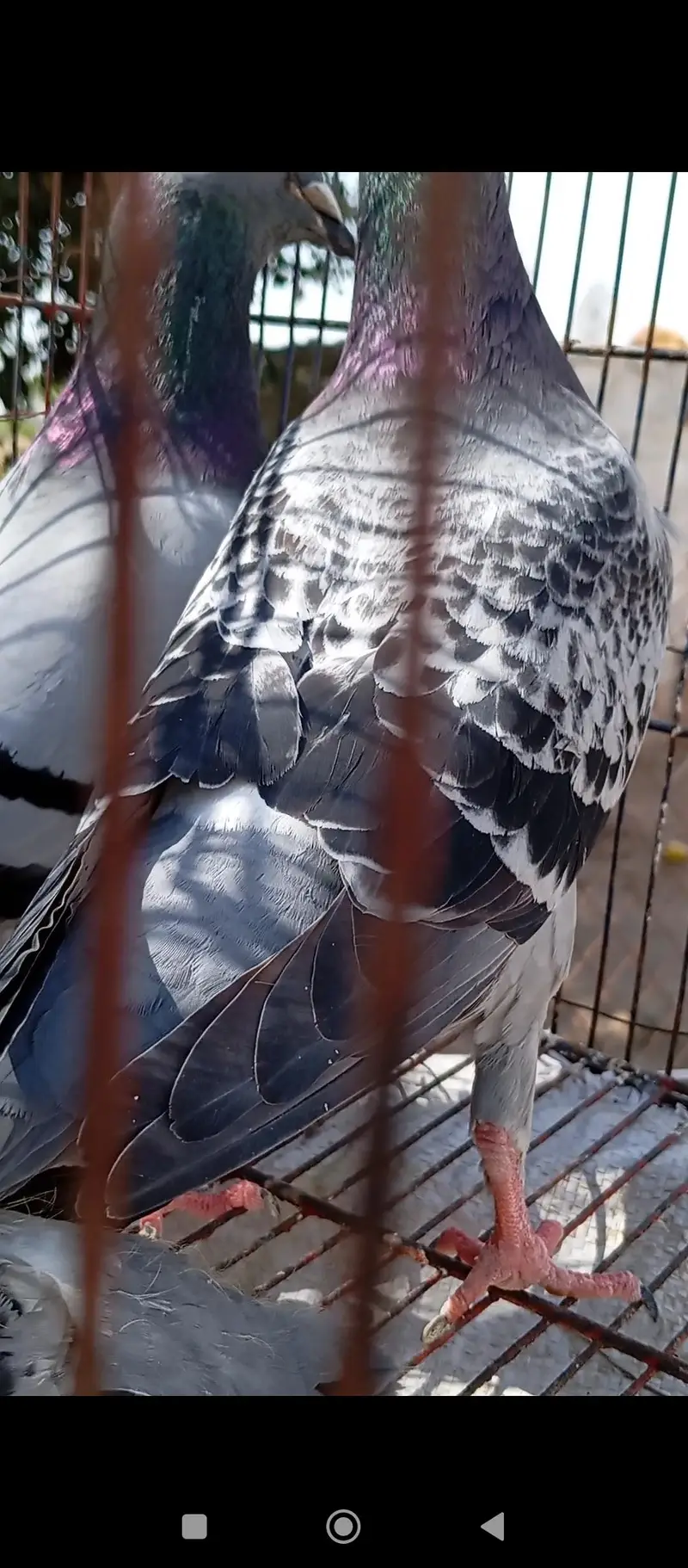 Imported Quality Fancy pigeon for sale — photo 7
