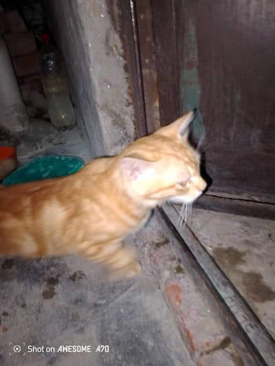 catse