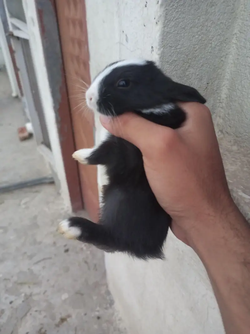 Black bunnies — photo 2