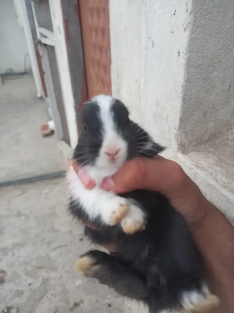 Black bunnies — photo 3