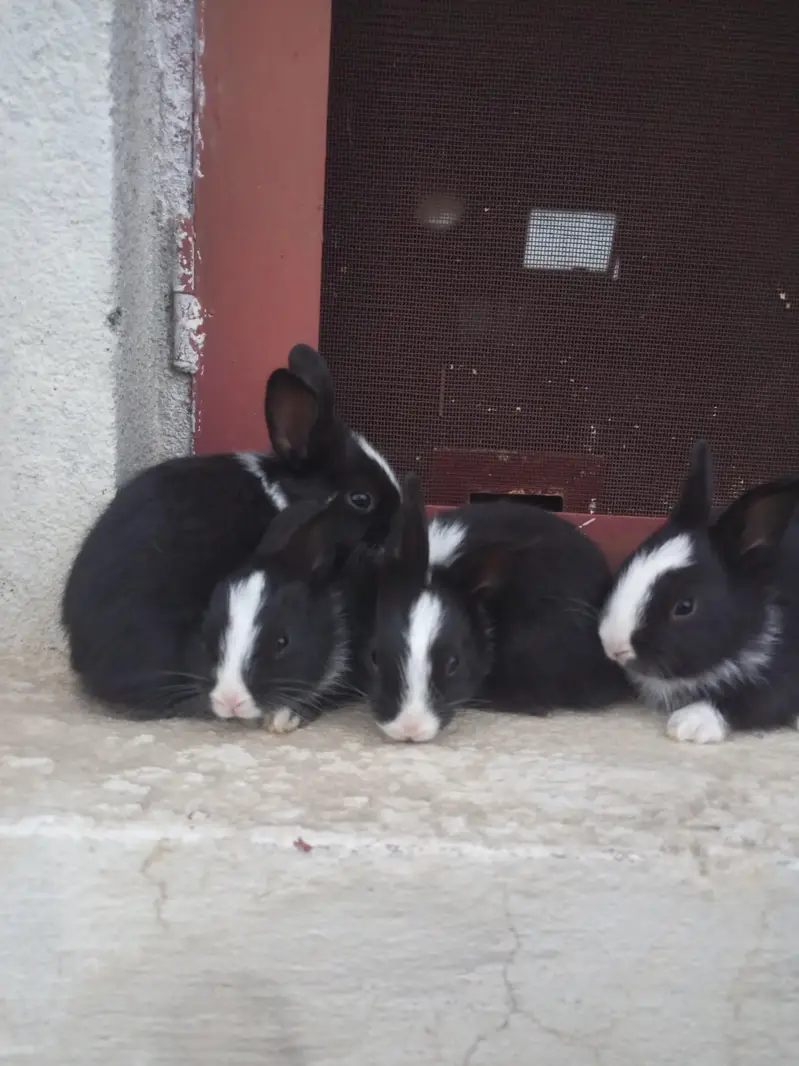 Black bunnies — photo 4