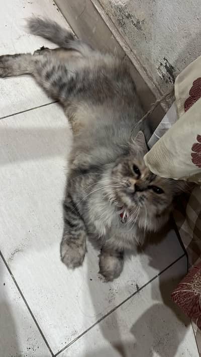 persain female cat triple coat plying and healthy