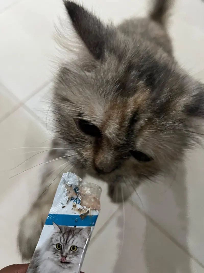 persain female cat triple coat plying and healthy — photo 2