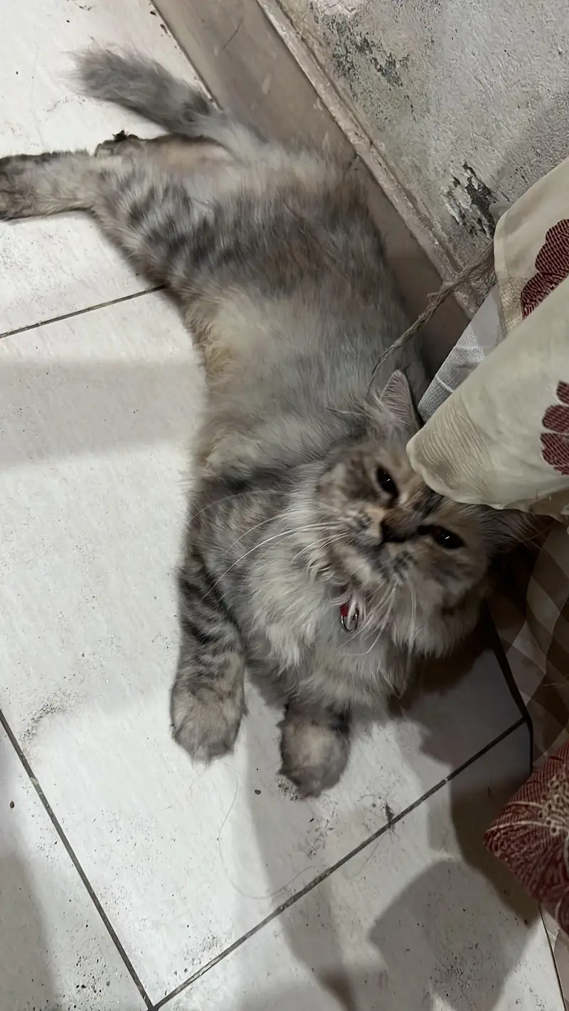 persain female cat triple coat plying and healthy — photo 3