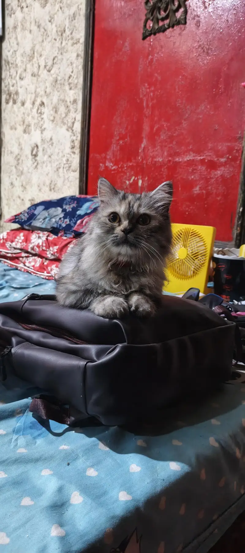persain female cat triple coat plying and healthy — photo 4