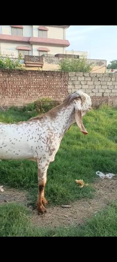 Makhi cheena breeder