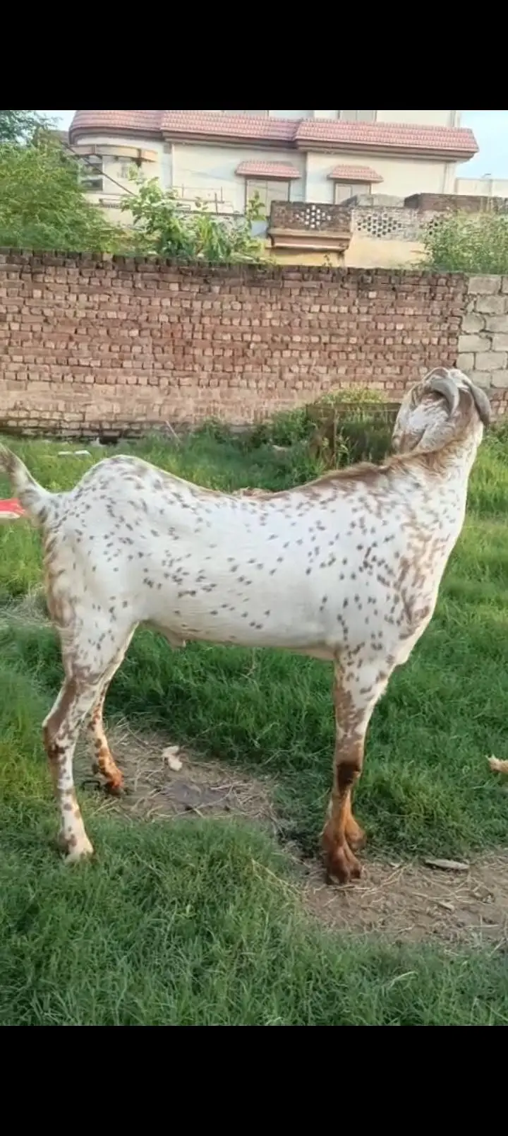 Makhi cheena breeder — photo 2