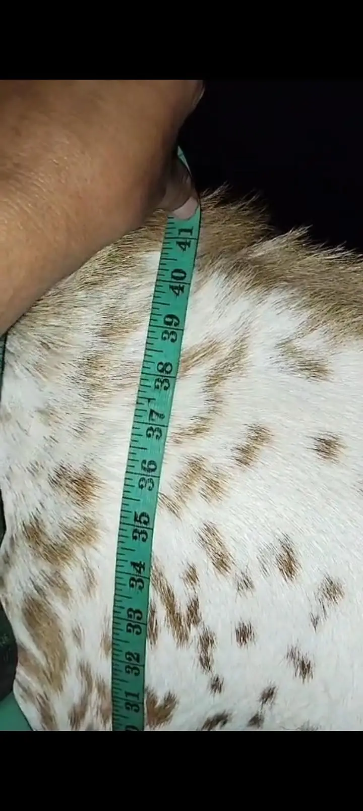 Makhi cheena breeder — photo 3