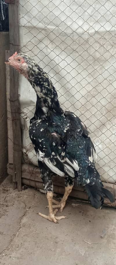 aseel bareedar female