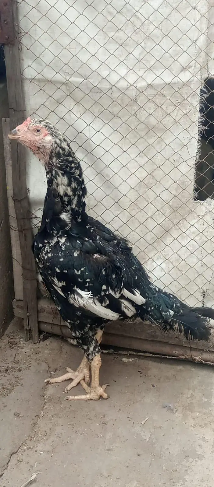 aseel bareedar female — photo 2