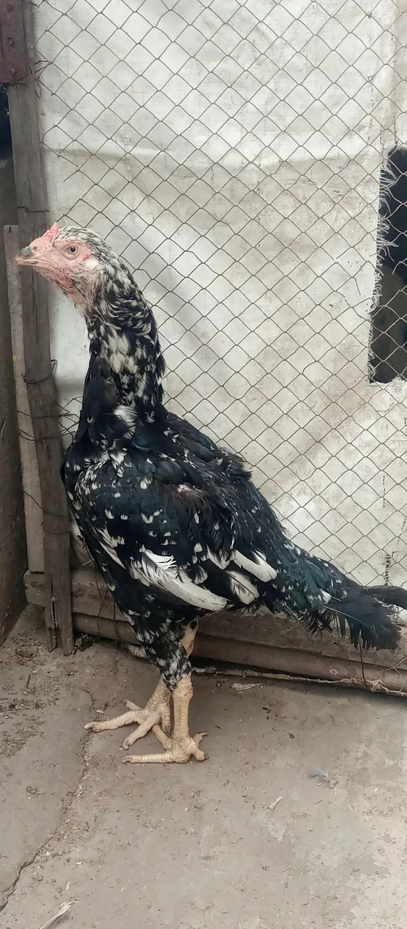 aseel bareedar female — photo 5