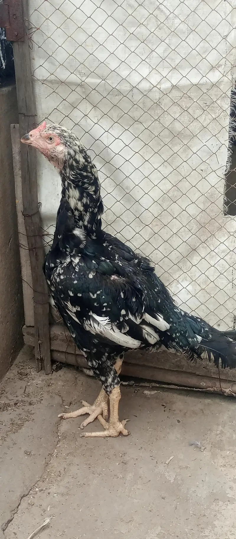 aseel bareedar female — photo 6
