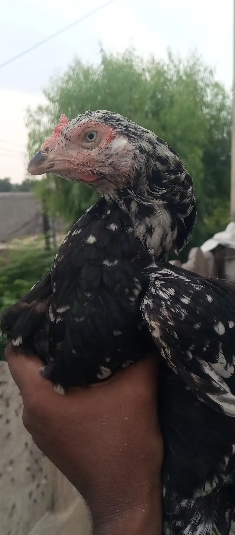 aseel bareedar female — photo 7