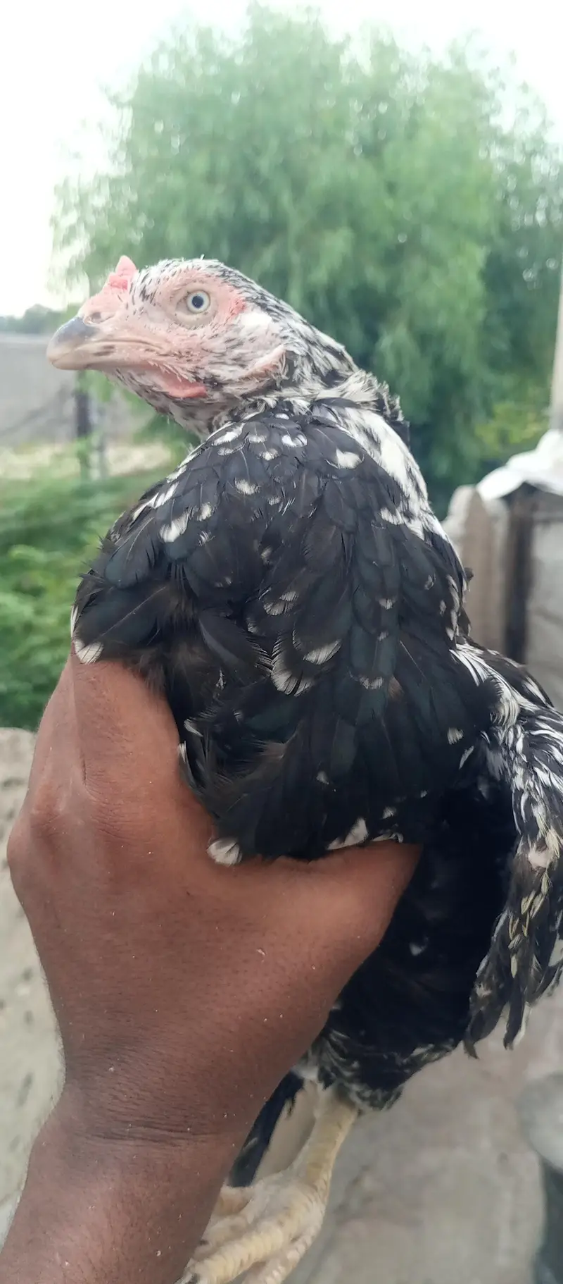 aseel bareedar female — photo 8