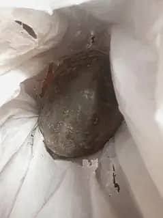 کچھوا برائے فروخت