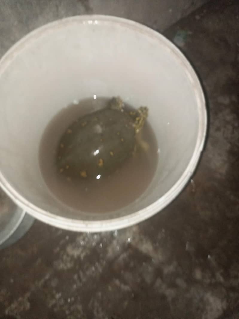 کچھوا برائے فروخت 2