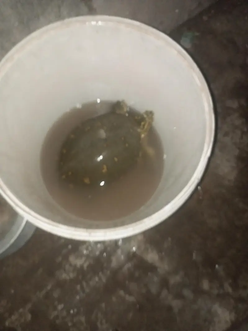 کچھوا برائے فروخت — photo 3