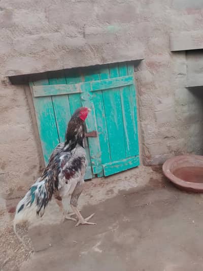 Beautiful strong Mianwali breed  Roster healthy active