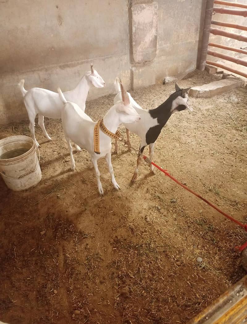 Hydrabadi tapra 0