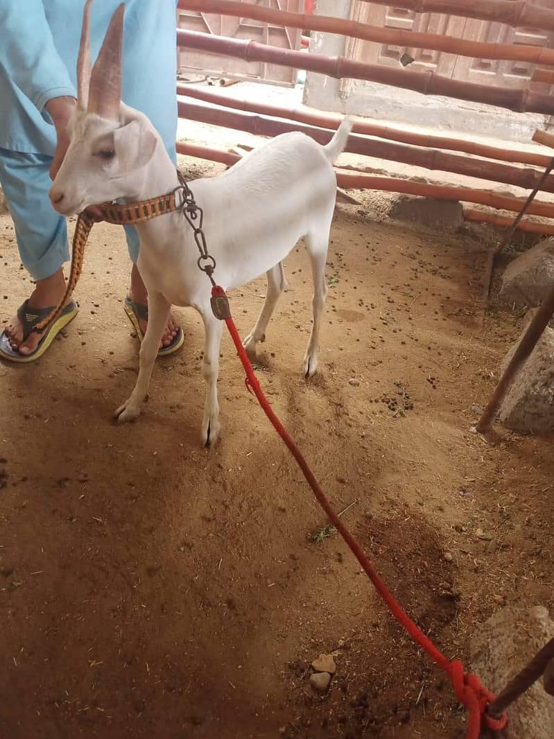 Hydrabadi tapra 1