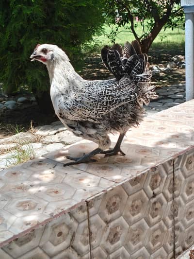 Hen Golden and misri and white