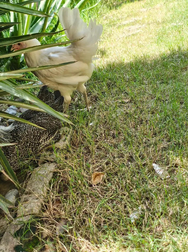 Hen Golden and misri and white — photo 2