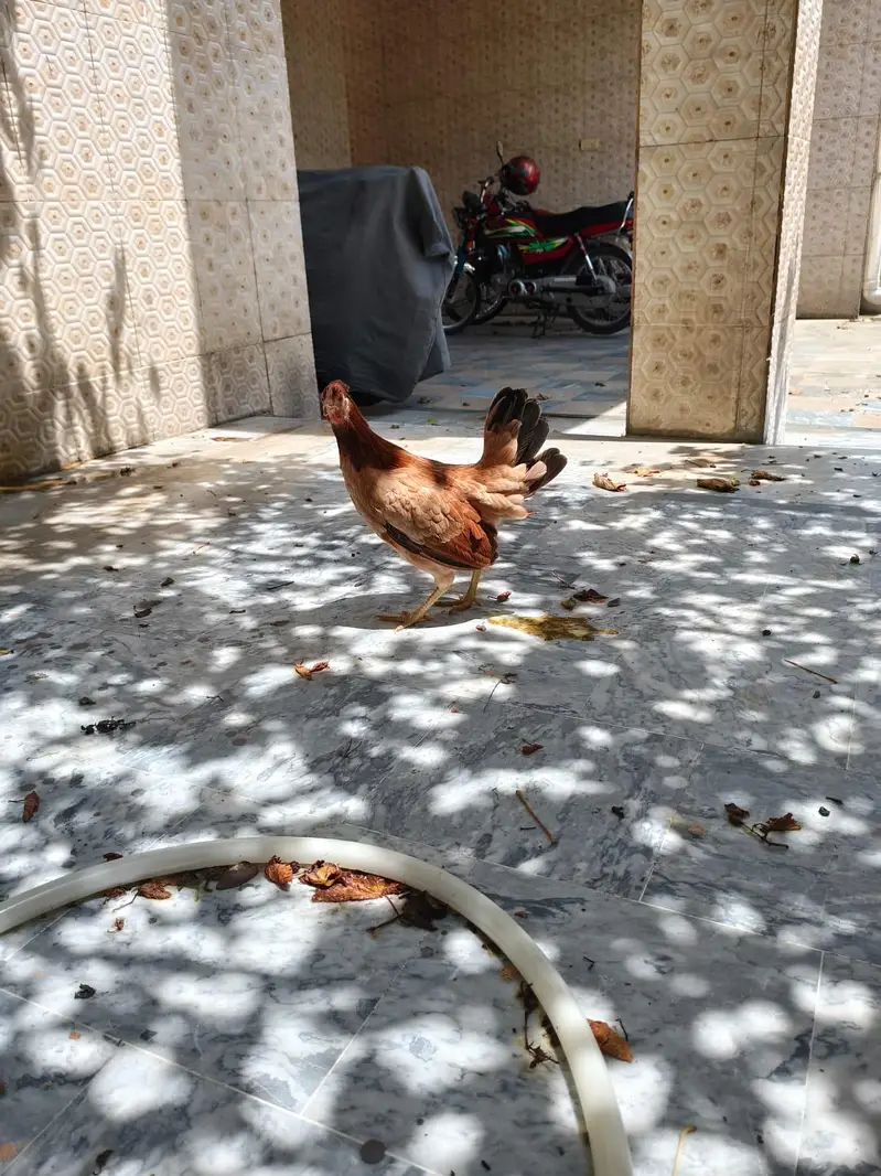Hen Golden and misri and white — photo 3