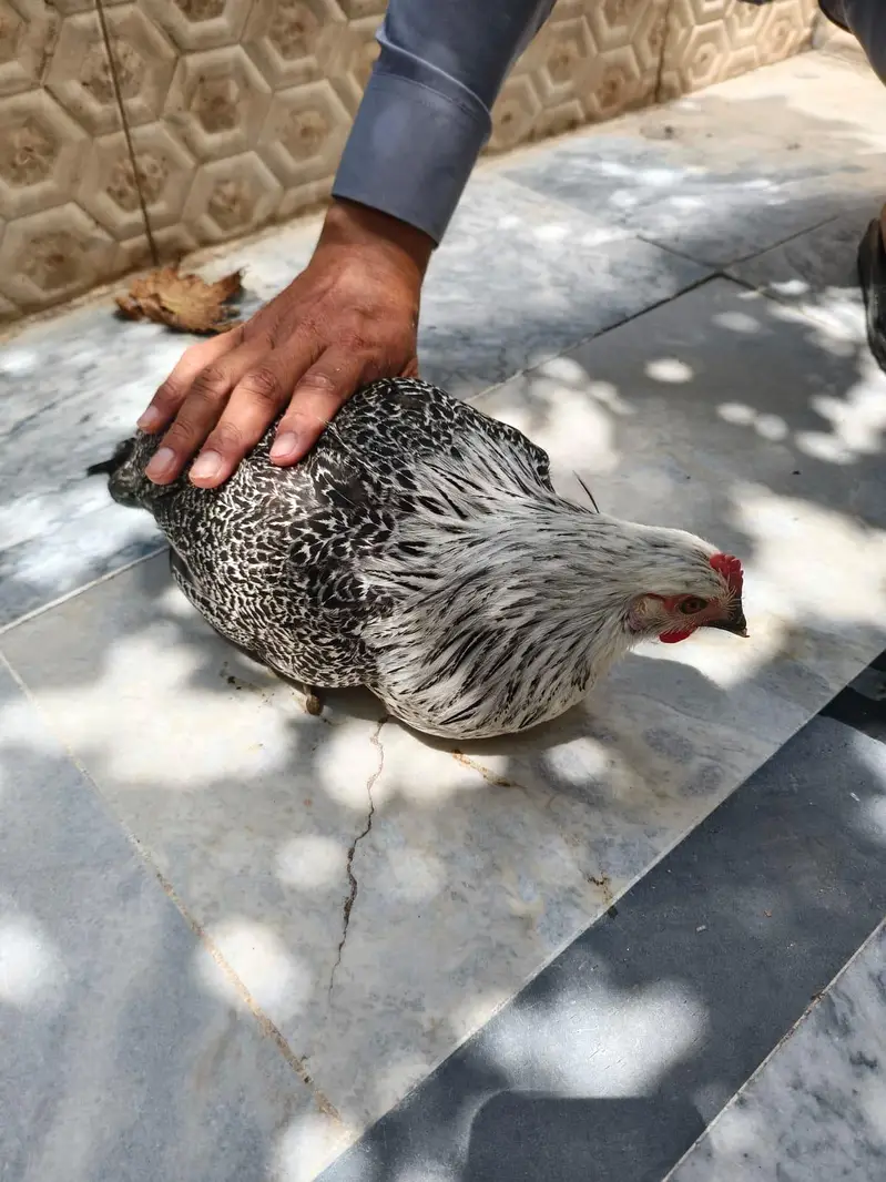 Hen Golden and misri and white — photo 4