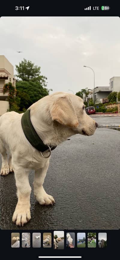 British labrador