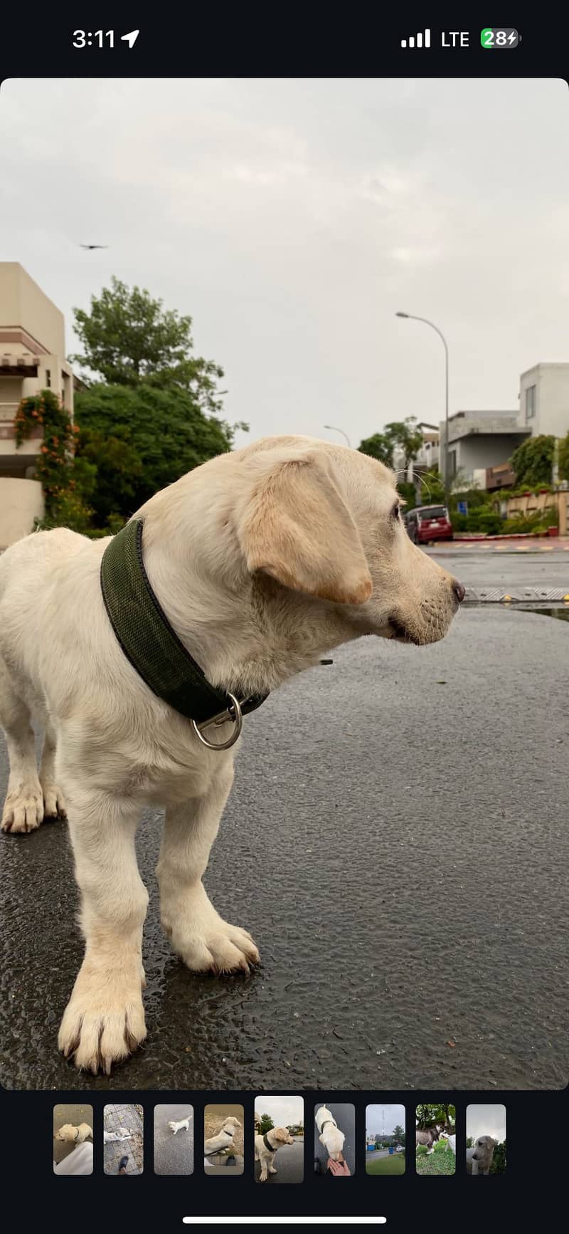 British labrador 0