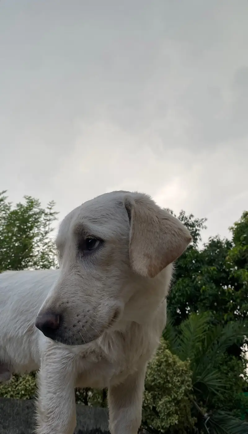 British labrador — photo 2