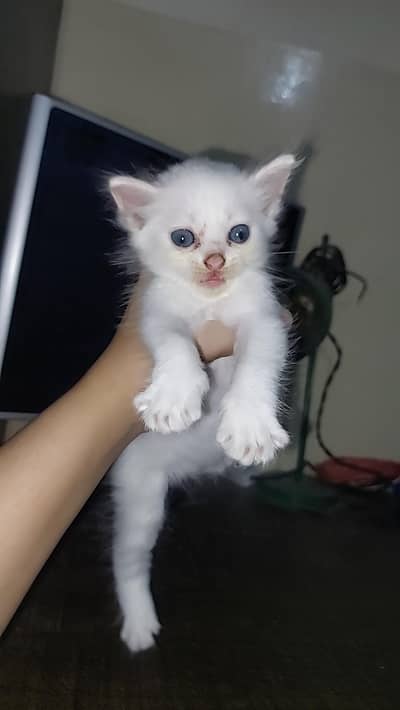 persian kitten