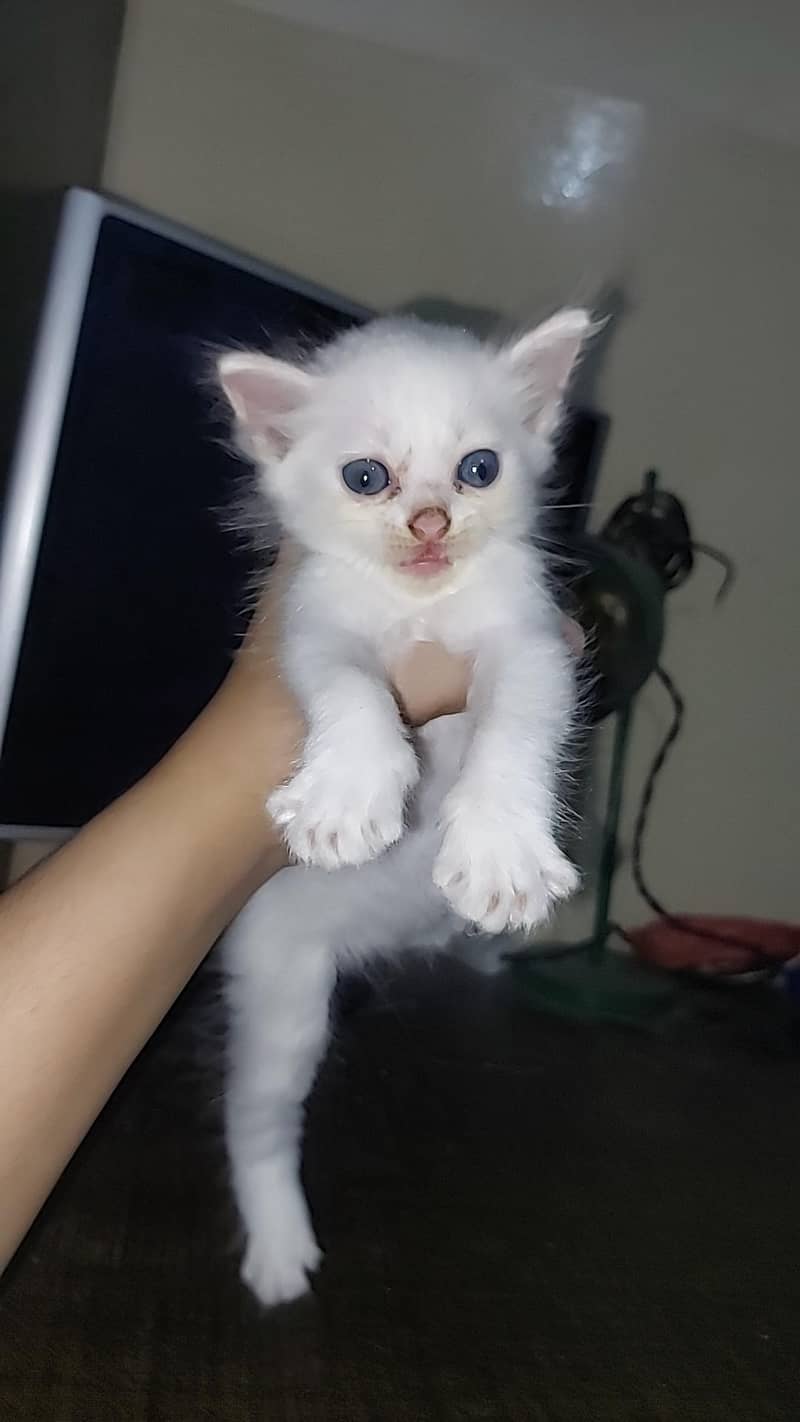persian kitten 0