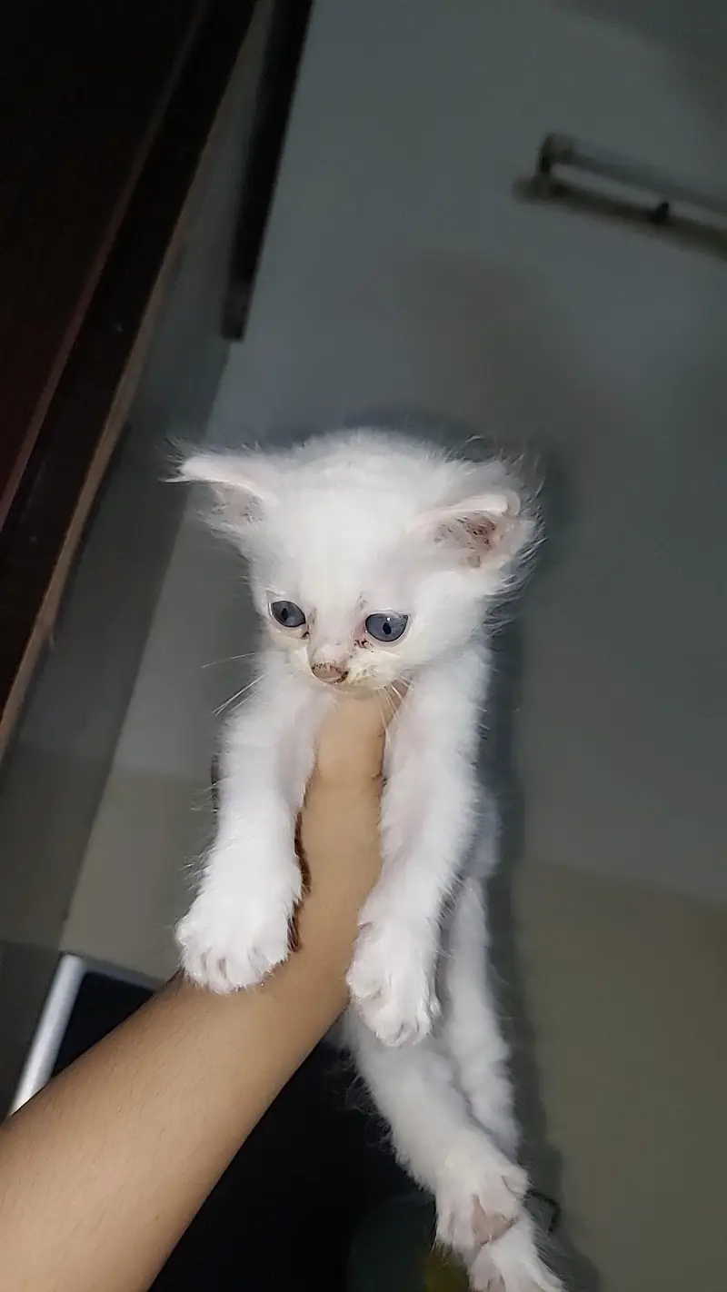 persian kitten — photo 2
