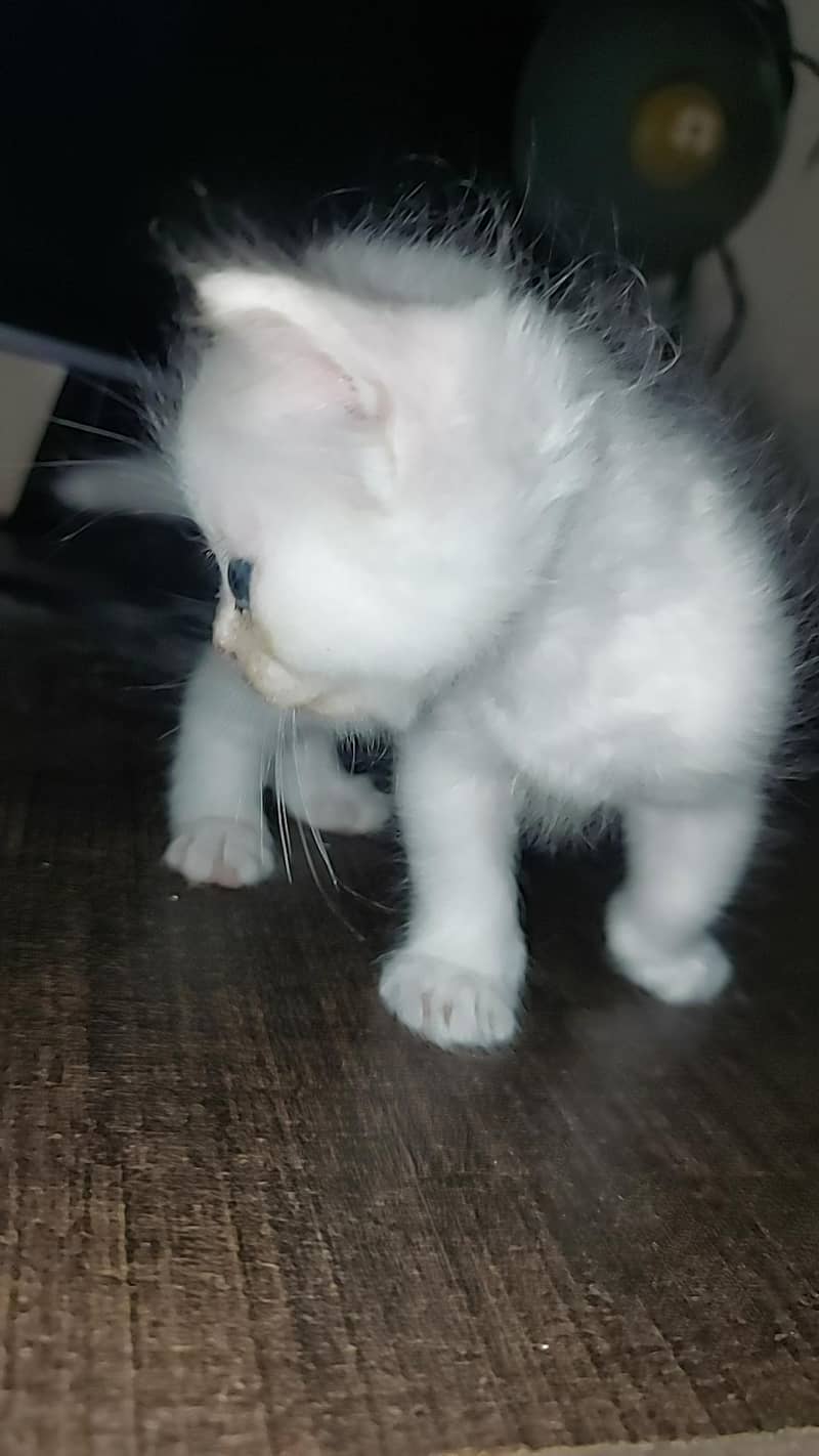 persian kitten 2